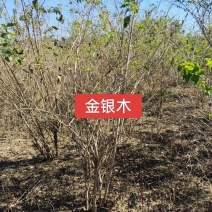 河北定州金叶木东北忍冬丛生大拨花灌木树苗绿化苗木