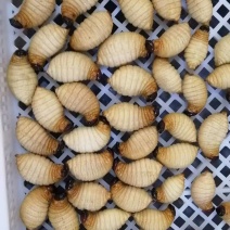 四川竹笋笋子椰子虫！高蛋白肉虫