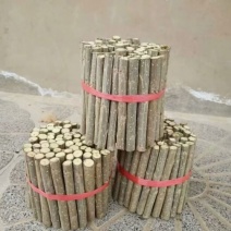 优质107种条，扦插段，基地直销，保证质量