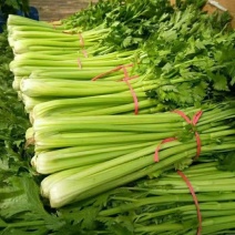 邯郸精品芹菜原产地直发量大从优可视频看货