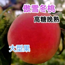 优质傲雪冬桃树苗，晚熟冬桃新品种，改写冬季无桃历史