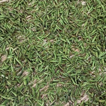 野生古树芽孢茶（白茶）