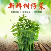树仔菜益肝菜