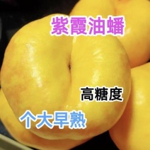 优质紫霞油蟠桃苗，早熟，高糖度，大型果，产量高