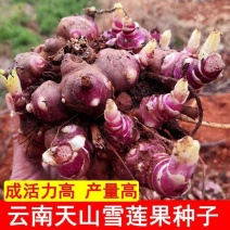 云南天山雪莲果红泥沙雪莲果种子现挖秧苗种球万根苕亚贡菊薯