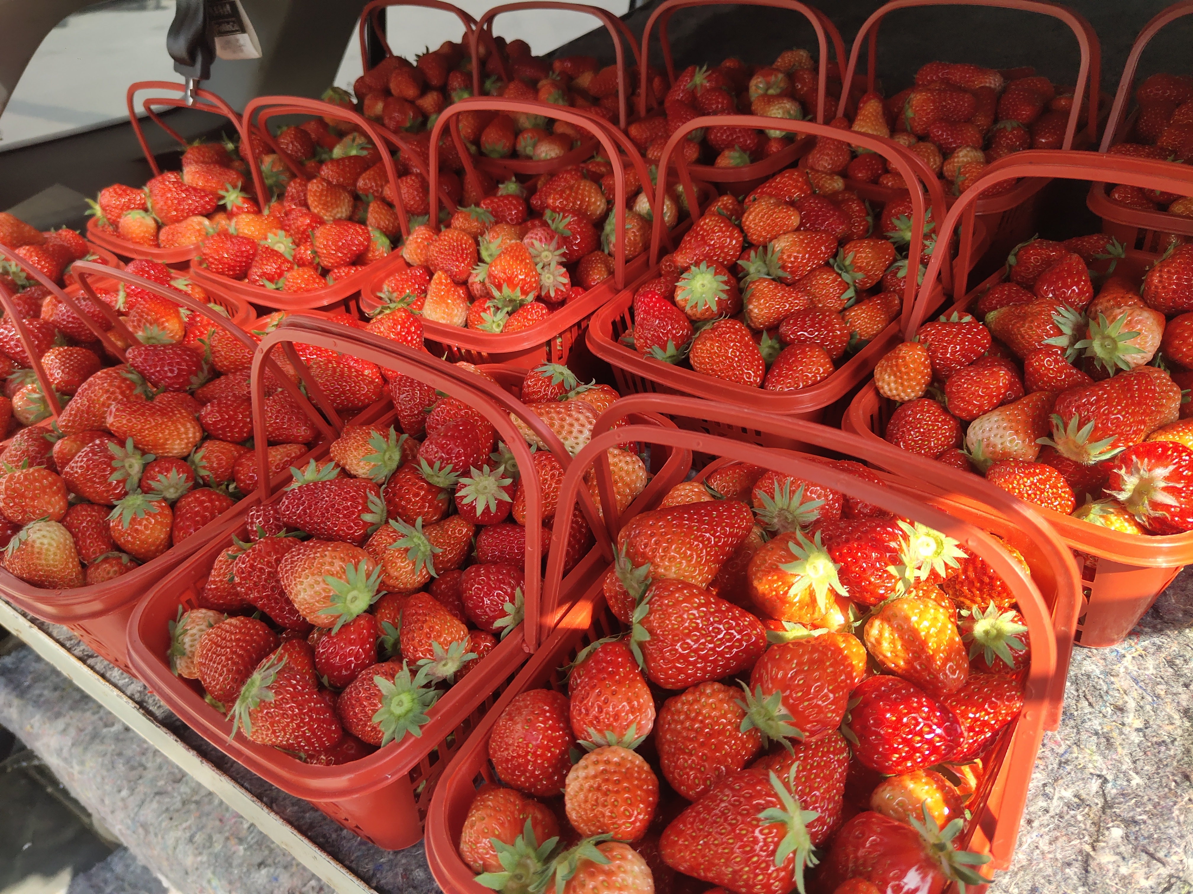 一篮新鲜采摘的红颜草莓整齐摆放，多数果实带有明显的红色果梗，旁边配有测量糖度的仪器显示数值