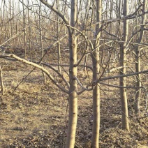 大量出售苹果树和梨树