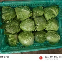 山东牛心甘兰大量供应
