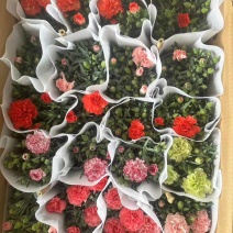 康乃馨盆栽带花苞大花四季开花室内阳台石竹花苗好养绿植花卉礼物