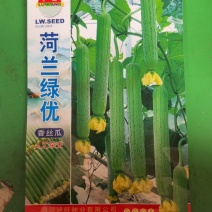 荷兰绿忧香丝瓜杂交品种早熟