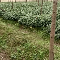 草珊瑚苗