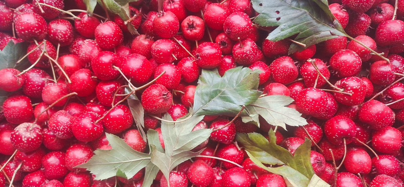 果农在果园中采摘歪把红山楂的场景