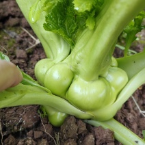 榨菜