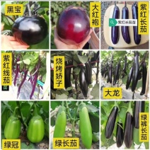 嫁接茄子苗紫把绿把长茄苗圆茄苗绿茄苗烧烤茄子苗线茄苗