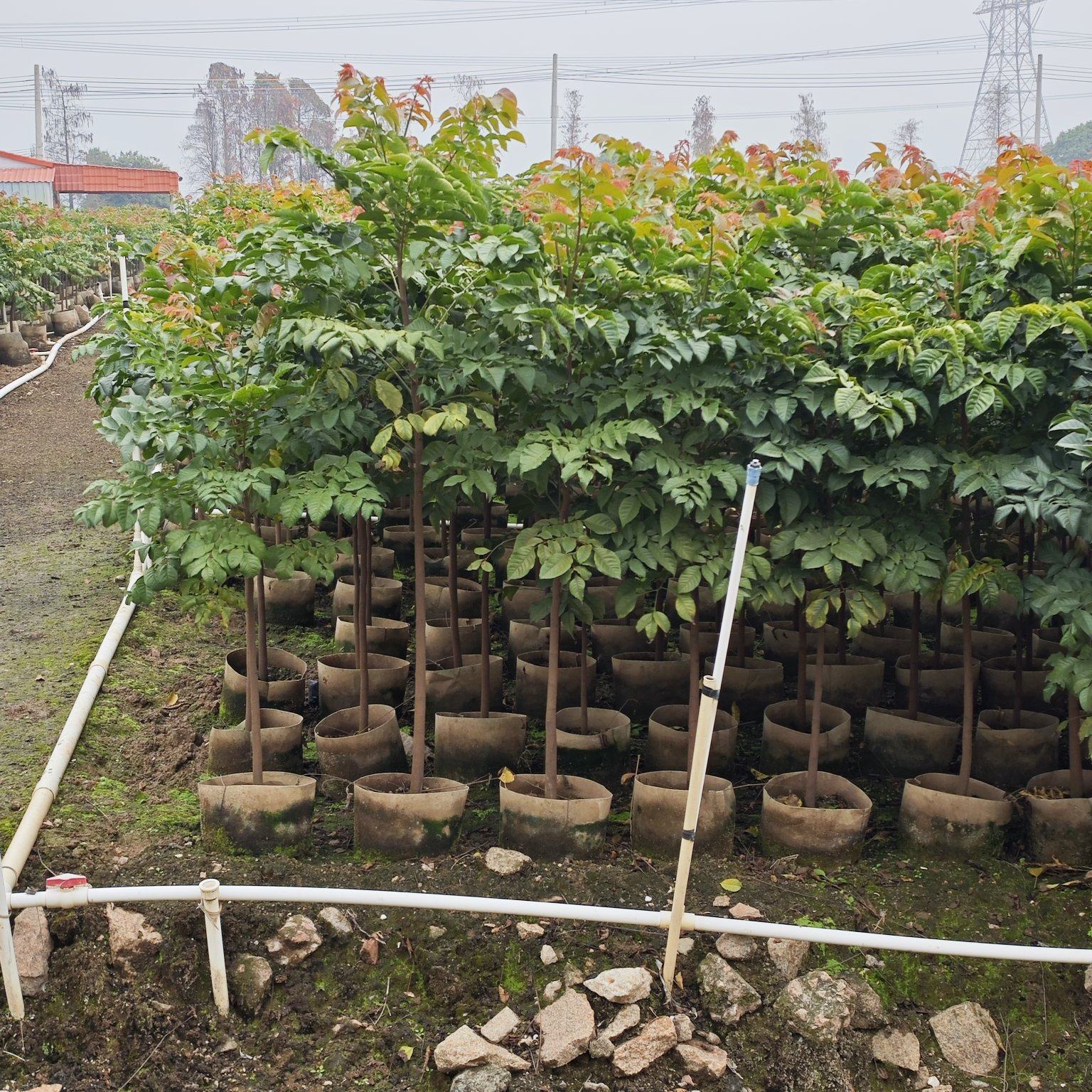 [麻楝批发]广东中山麻楝 25.00元/棵2502基地供应 麻楝 _ 一亩田