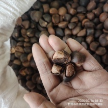 25年新油茶霜降籽无杂质出油率高原产地发货质量保障