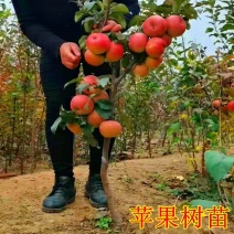 鲁丽苹果树苗烟富红富士冰糖心苹果苗嫁接短枝矮化