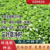 白三叶种子