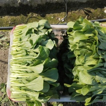 四九菜心