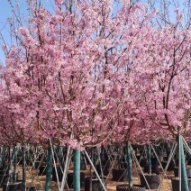 日本樱花3-8分，大量低价出售