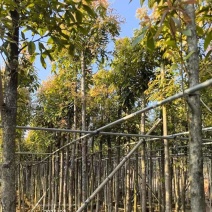 金丝楠木