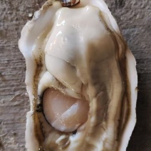 【推荐】精品乳山生蚝源头工厂直发，鲜活到家！欢迎致电