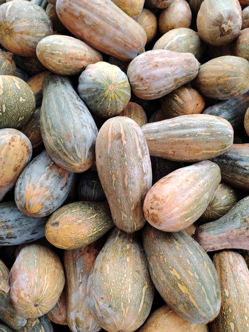 广东密本南瓜,贝贝南瓜,板栗南瓜,大量供应,产地直发
