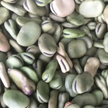 蚕豆陕南特产汉中常年现货供应蚕豆胡豆食品级饲料级都有。