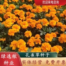 孔雀草种子混色重瓣草花种子庭院室外景观花卉四季易种花种