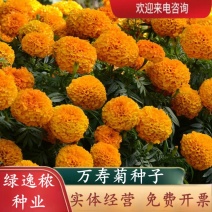新万寿菊种子臭芙蓉万寿灯蜂窝菊臭菊花蝎子菊金菊花春秋播种