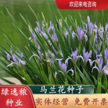 新采马兰花种子