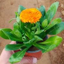 金盏菊