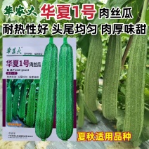 华夏1号大花点肉丝瓜种子早熟瓜长抗病夏秋季耐热丝瓜种籽
