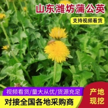 甄选山东潍坊鲜蒲公英，冻品，大量批发诚信经营
