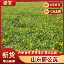 精选山东潍坊蒲公英鲜货冻品品质您放心诚信经营