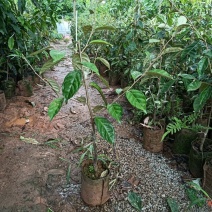 羊奶果苗，德甜二号羊奶果苗，基地直销