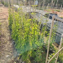 炮仗花