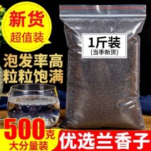 正宗台湾网红花茶可食用兰香子无硫奶茶饮料大货批发
