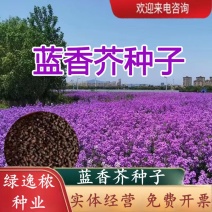 蓝香芥种子/四季开花/道路庭院阳台花海花卉种子