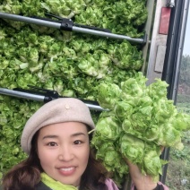 精品儿菜，多仔菜早、中、晚熟都有。保质保量