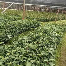 草珊瑚