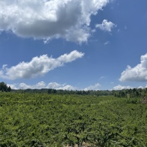 成熟果园出租，四川宣汉丰产树龄，交通便利50亩/100亩