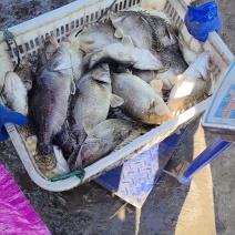鳜鱼成品鱼路亚鱼