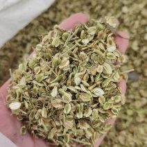 白芷种子
