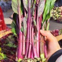 红菜苔红油菜红菜芯精品红菜苔产地一手货源