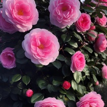 茶花