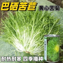 黄心苦苣种子黄心苦菊种籽耐热耐寒性强营养丰富四季野菜大田