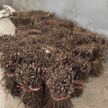 精品何首乌种苗