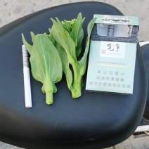 上海青苔