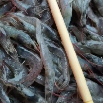 小青虾，价格优惠，质量保证，常年稳定供应货源大量有。